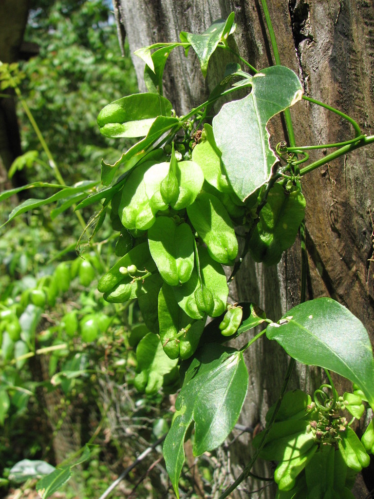 Serjania grosii