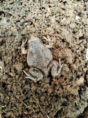 Sheep Frog