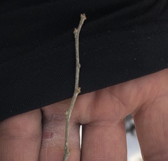 Symplocos paniculata