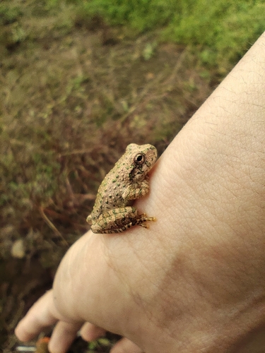 Canyon Tree Frog
