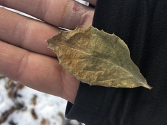 Symplocos paniculata