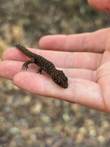 Common Prickly Gecko