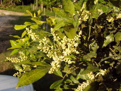 Melicoccus oliviformis