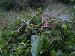 Schizocephala bicornis