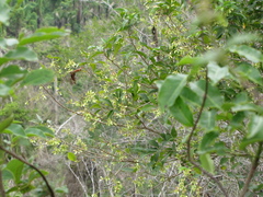 Thouinia paucidentata