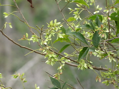 Thouinia paucidentata