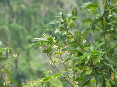 Thouinia paucidentata