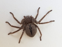 Polybetes trifoveatus