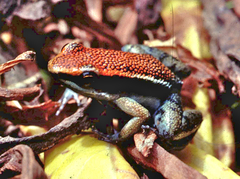 Ameerega parvula