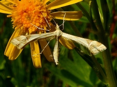 Gillmeria pallidactyla