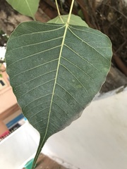 Ficus religiosa