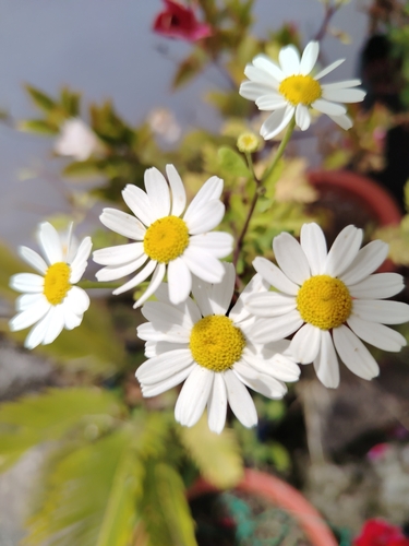 feverfew