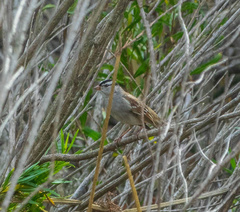 Zonotrichia leucophrys