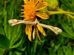 Gillmeria pallidactyla