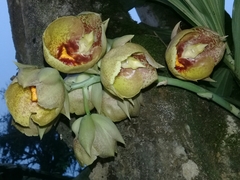 Catasetum