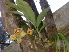 Catasetum