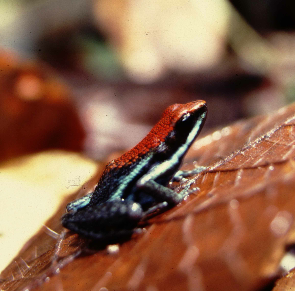 Ruby Poison Frog