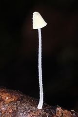 Mycena chloroxantha