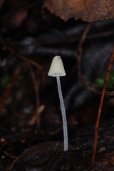Mycena chloroxantha