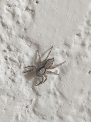 Menemerus bivittatus