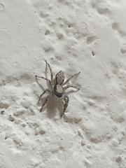 Menemerus bivittatus