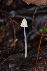 Mycena chloroxantha