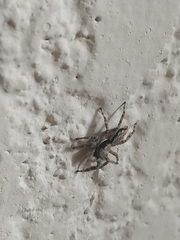 Menemerus bivittatus