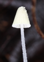 Mycena chloroxantha