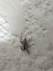 Menemerus bivittatus