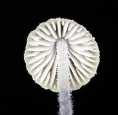 Mycena chloroxantha