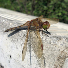 Sympetrum striolatum imitoides