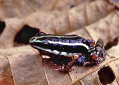 Epipedobates anthonyi