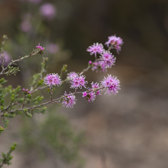 Kunzea parvifolia