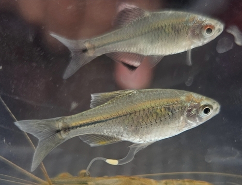 Taiwan bitterling (Tanakia himantegus) — Cyprinidae — 5