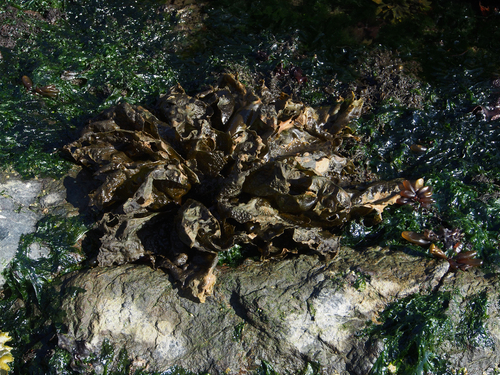 Hedophyllum sessile observed 2025-07-24