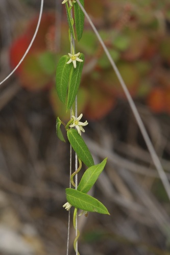 Maccart's Swallow-Wort (Metastelma palmeri)
