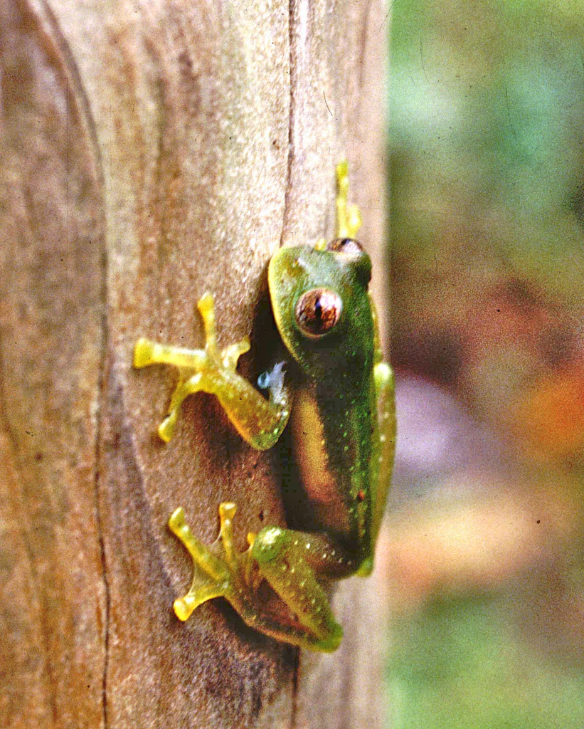 Burrowes' Giant Glass Frog