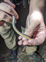 Atractus dunni