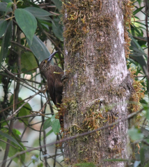 Xiphocolaptes promeropirhynchus