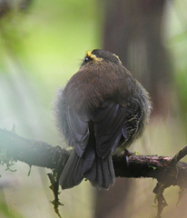 Silvicultrix diadema