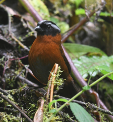 Oreothraupis arremonops