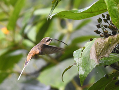 Phaethornis syrmatophorus