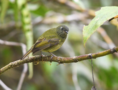 Mionectes striaticollis