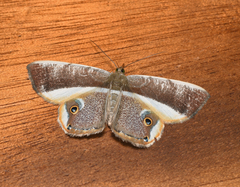 Opisthoxia phrynearia