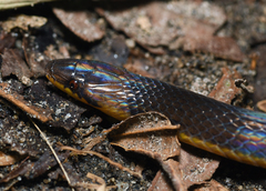 Atractus dunni