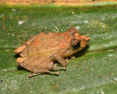 Pristimantis luteolateralis