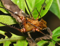 Ventrivomer ancyrophorus