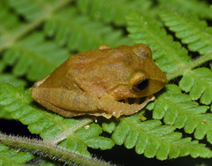 Pristimantis nyctophylax