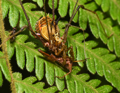 Cranaidae
