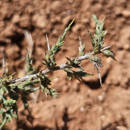 Short-pointed Saltwort